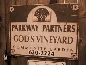 gods wineyard